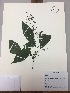  (Hansteinia - RLJ-11034)  @11 [ ] Copyright (2017) Unspecified Columbus State University