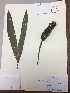  ( - RLJ-11039)  @11 [ ] Copyright (2017) Unspecified Columbus State University
