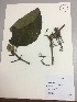  (Cinchona pubescens - RLJ-11063)  @11 [ ] Copyright (2017) Unspecified Columbus State University