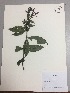  (Fuchsia dependens - RLJ-11073)  @11 [ ] Copyright (2017) Unspecified Columbus State University