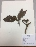  (Glossoloma cf. ichthyoderma - RLJ-11083)  @11 [ ] Copyright (2017) Unspecified Columbus State University