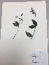  (Heppiella - RLJ-11090)  @11 [ ] Copyright (2017) Unspecified Columbus State University
