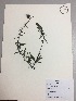  (Castilleja arvensis - RLJ-11127)  @11 [ ] Copyright (2017) Unspecified Columbus State University