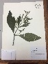  (Lepechinia vesiculosa - RLJ-11135)  @11 [ ] Copyright (2017) Unspecified Columbus State University
