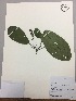  (Delostoma - RLJ-11143)  @11 [ ] Copyright (2017) Unspecified Columbus State University