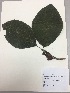  (Glossoloma tetragonoides - RLJ-11154)  @11 [ ] Copyright (2017) Unspecified Columbus State University