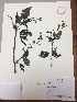  (Salvia quitensis - RLJ-11197)  @11 [ ] Copyright (2017) Unspecified Columbus State University
