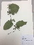  (Passiflora ursina - RLJ-11198)  @11 [ ] Copyright (2017) Unspecified Columbus State University