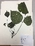  (Erythrina edulis - RLJ-11200)  @11 [ ] Copyright (2017) Unspecified Columbus State University