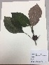  (Glossoloma - RLJ-11209)  @11 [ ] Copyright (2017) Unspecified Columbus State University