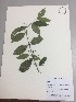  (Myrcianthes orthostemon - RLJ-11211)  @11 [ ] Copyright (2017) Unspecified Columbus State University