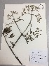  ( - RLJ-11218)  @11 [ ] Copyright (2017) Unspecified Columbus State University