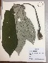  ( - RLJ-11225)  @11 [ ] Copyright (2017) Unspecified Columbus State University