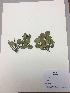  (Hesperomeles - RLJ-11247)  @11 [ ] Copyright (2017) Unspecified Columbus State University