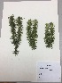  (Phlegmariurus - RLJ-11290)  @11 [ ] Copyright (2017) Unspecified Columbus State University