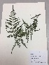  (Marattia laevis - RLJ-11306)  @11 [ ] Copyright (2017) Unspecified Columbus State University