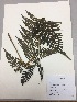  (Hypolepis - RLJ-11333)  @11 [ ] Copyright (2017) Unspecified Columbus State University