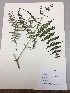  (Pteridium arachnoideum - RLJ-11340)  @11 [ ] Copyright (2017) Unspecified Columbus State University