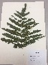  (Pteris podophylla - RLJ-11342)  @11 [ ] Copyright (2017) Unspecified Columbus State University