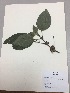  (Drymonia teuscheri - RLJ-11350)  @11 [ ] Copyright (2017) Unspecified Columbus State University