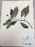  (Gasteranthus - RLJ-11352)  @11 [ ] Copyright (2017) Unspecified Columbus State University