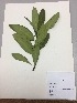  (Euphorbia laurifolia - RLJ-11396)  @11 [ ] Copyright (2017) Unspecified Columbus State University