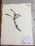  (Citharexylum montanum - RLJ-11426)  @11 [ ] Copyright (2017) Unspecified Columbus State University