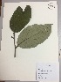  (Styrax pavonii - RLJ-11434)  @11 [ ] Copyright (2017) Unspecified Columbus State University