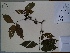  (Quiina florida - AP-9162)  @11 [ ] Copyright (2051) Unspecified Columbus State University