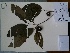  (Campomanesia - AP-9166)  @11 [ ] Copyright (2055) Unspecified Columbus State University