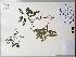  (Faramea quinqueflora - AP-9190)  @11 [ ] Copyright (2079) Unspecified Columbus State University