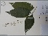  (Palicourea paniculata - AP-9194)  @11 [ ] Copyright (2083) Unspecified Columbus State University