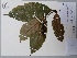  (Psychotria huampaniensis - AP-9200)  @11 [ ] Copyright (2089) Unspecified Columbus State University