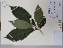  (Aegiphila haughtii - AP-9201)  @11 [ ] Copyright (2090) Unspecified Columbus State University