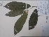  (Neosprucea - AP-9202)  @11 [ ] Copyright (2091) Unspecified Columbus State University