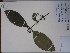  (Mollinedia - AP-9204)  @11 [ ] Copyright (2093) Unspecified Columbus State University