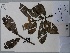  (Pouteria platyphylla - AP-9216)  @11 [ ] Copyright (2105) Unspecified Columbus State University