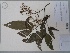  (Rinorea apiculata - AP-9259)  @11 [ ] Copyright (2148) Unspecified Columbus State University