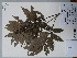  (Trattinnickia - AP-9268)  @11 [ ] Copyright (2157) Unspecified Columbus State University