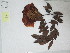  (Brownea - AP-9653_A)  @11 [ ] Copyright (2026) Unspecified Columbus State University