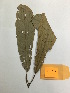  (Carpotroche - GV-2915)  @11 [ ] Copyright (2016) Unspecified Columbus State University