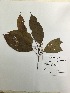 (Lindackeria paludosa - AP-4896)  @11 [ ] Copyright (2016) Unspecified Columbus State University