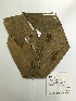  (Bactris simplicifrons - GV-3026)  @11 [ ] Copyright (2016) Unspecified Columbus State University