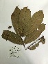 (Dacryodes - GV-845)  @11 [ ] Copyright (2016) Unspecified Columbus State University