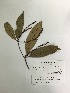 (Macrolobium yasuni - AP-3511)  @11 [ ] Copyright (2016) Unspecified Columbus State University