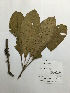  (Pouteria glomerata - AP-3576)  @11 [ ] Copyright (2016) Unspecified Columbus State University