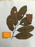 (Sarcaulus - TAG-124429)  @11 [ ] Copyright (2016) Unspecified Columbus State University