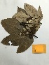  (Pourouma tomentosa - GV-3511)  @11 [ ] Copyright (2016) Unspecified Columbus State University