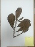  (Aegiphila bogotensis - RJP-T6-337)  @11 [ ] Copyright (2015) Unspecified Columbus State University