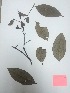  (Myrcianthes rhopaloides - RJP-T15-42)  @11 [ ] Copyright (2015) Unspecified Columbus State University